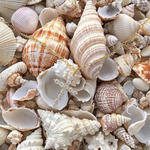 A gold cross necklace with clear rhinestones draped over a dense pile of natural seashells. The necklace is the product, while the surrounding seashells serve as decorative flat-lay props.